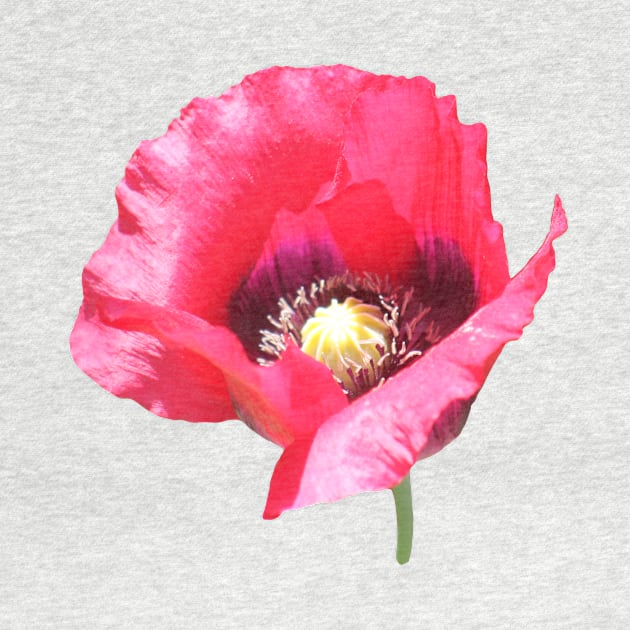 Poppy by CarrieBrose